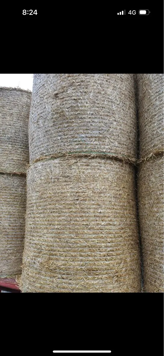 Barley straw - Image 1