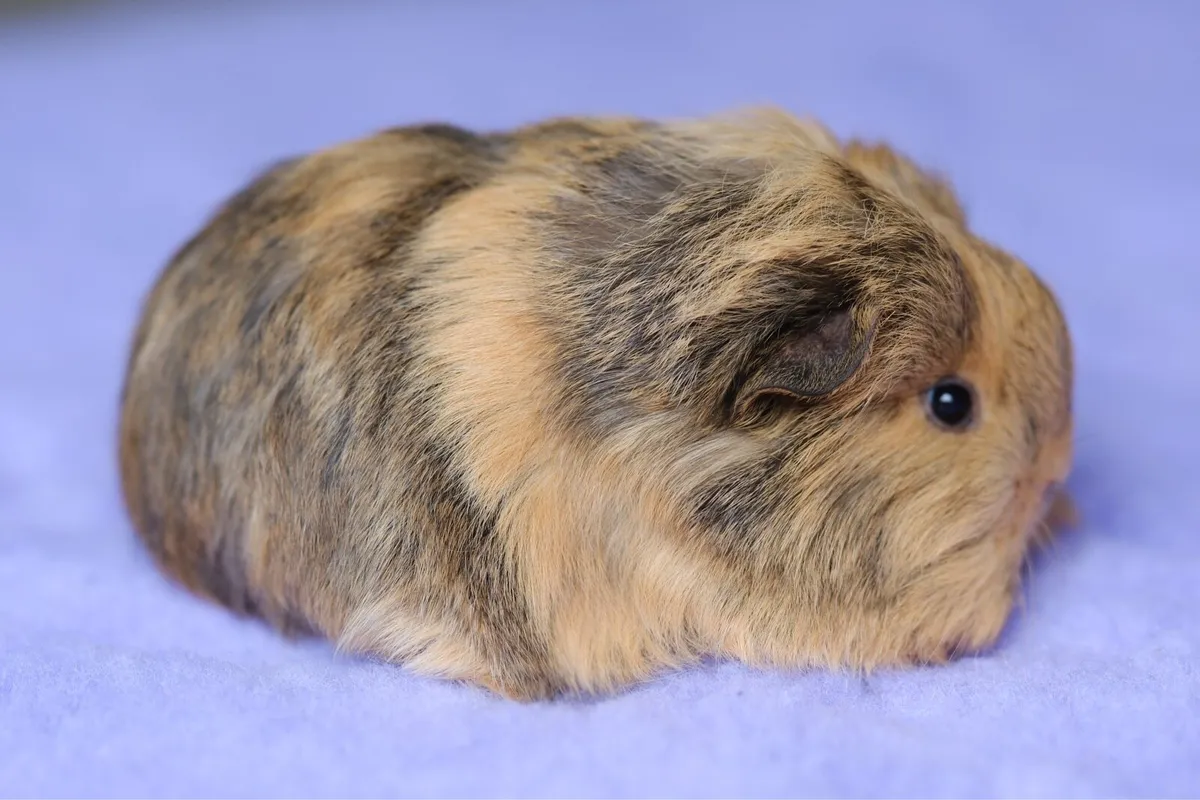 ✨Sheltie guinea pigs✨ - Image 1