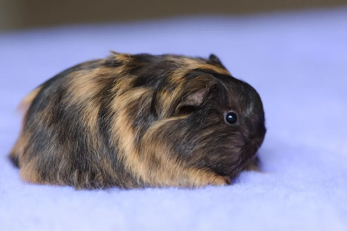 ✨Sheltie guinea pigs✨ - Image 2