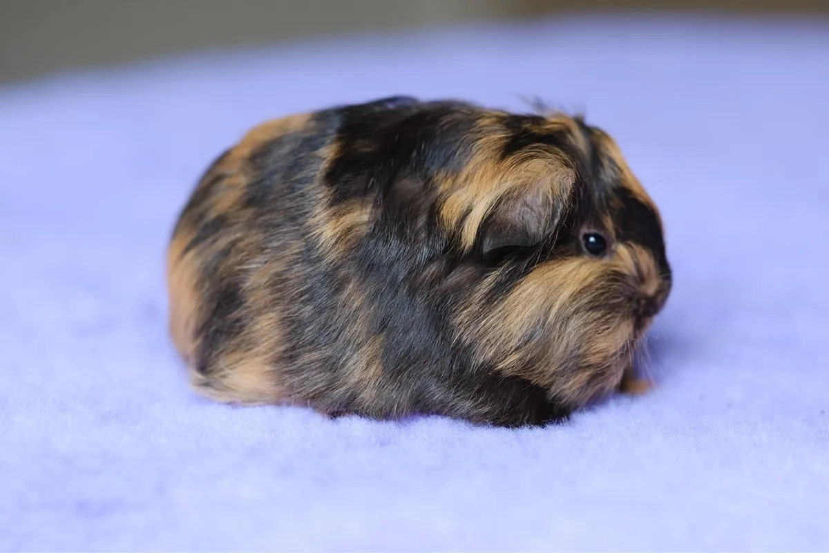 ✨Sheltie guinea pigs✨ - Image 3