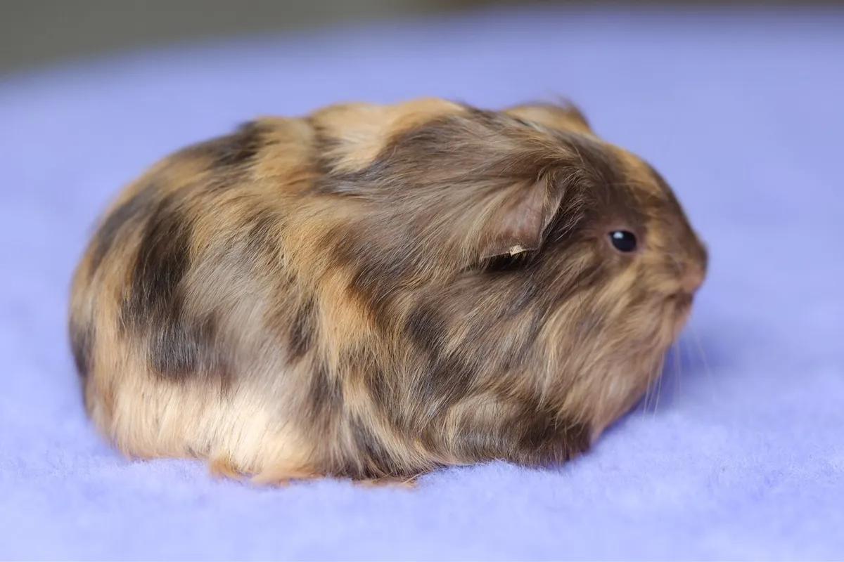 ✨Sheltie guinea pigs✨ - Image 4