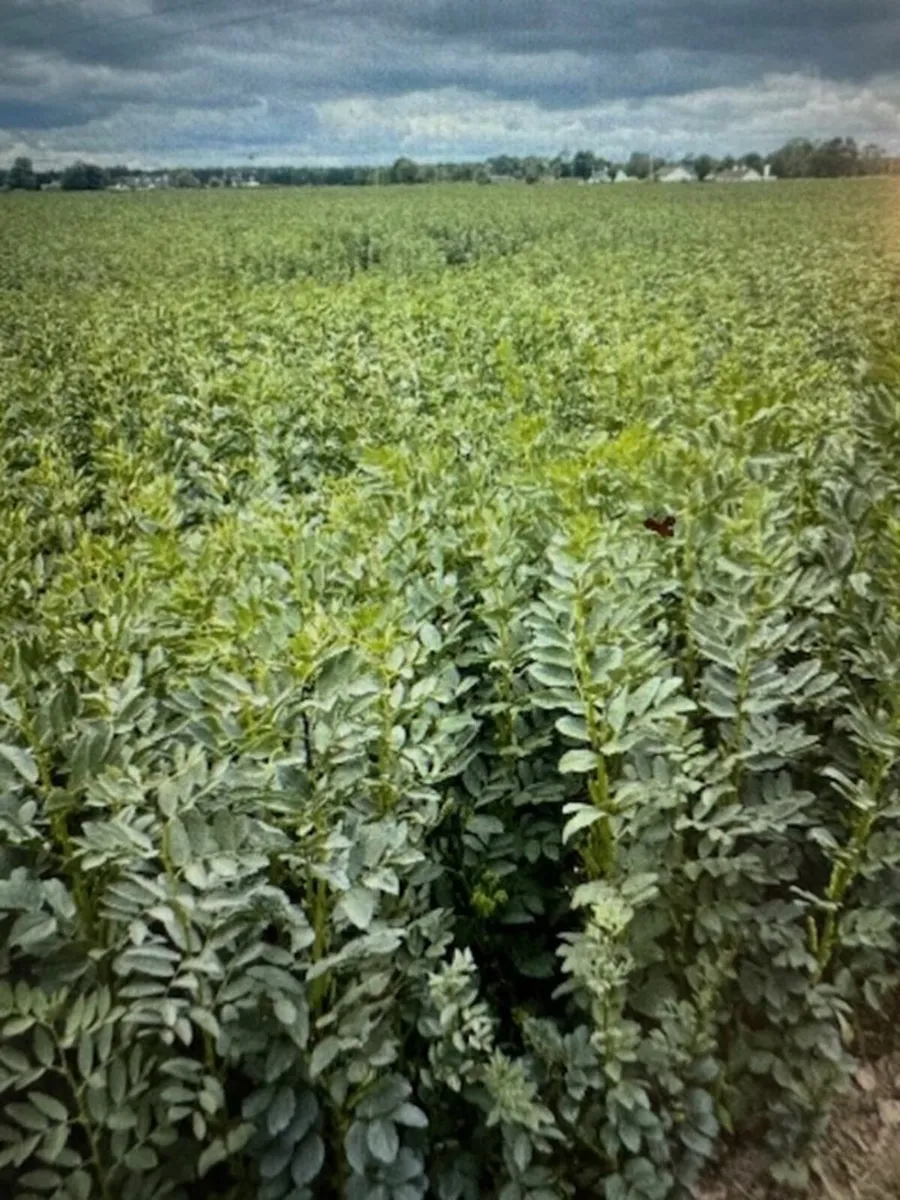 Beans Straw