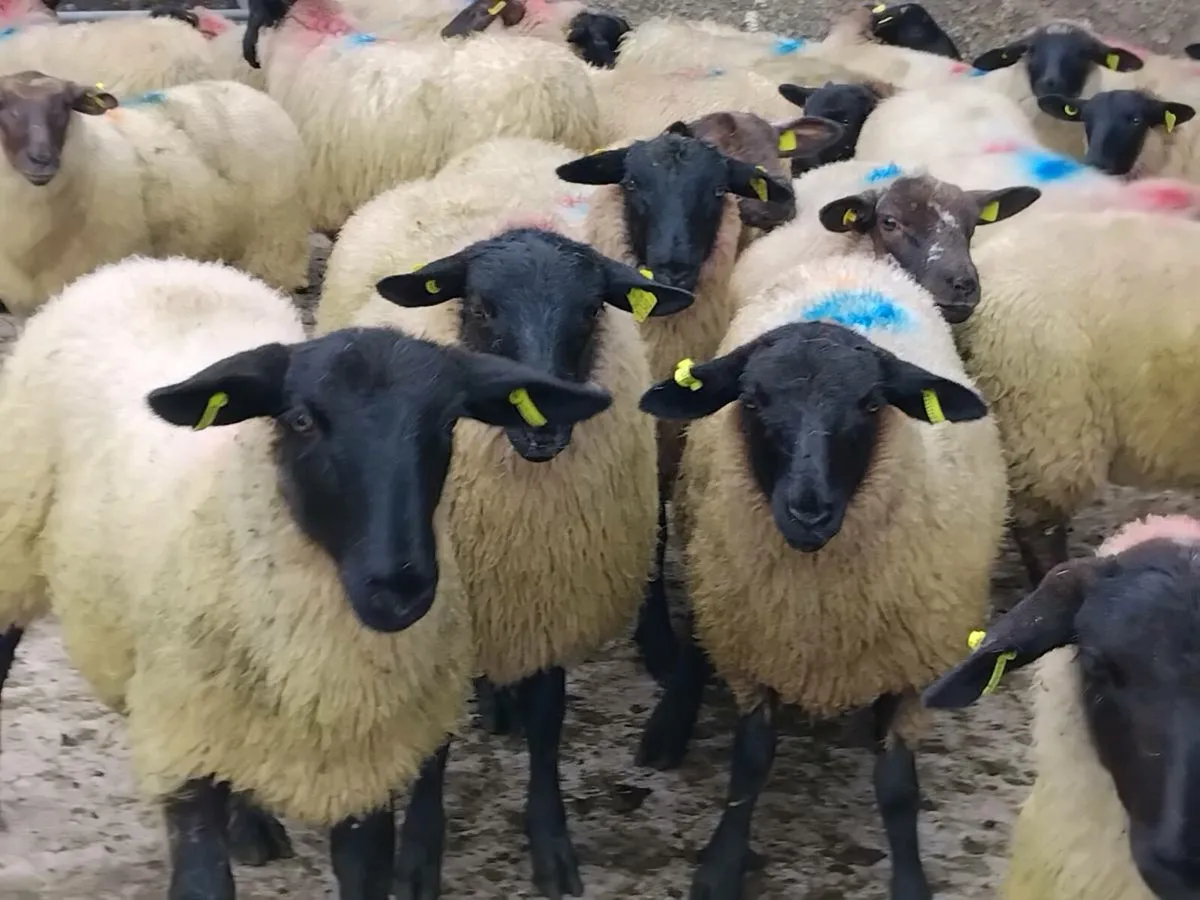 45 Suffolk Ewe Lambs - Image 2