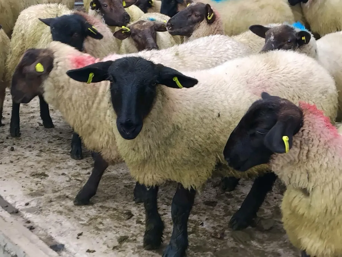 45 Suffolk Ewe Lambs - Image 3