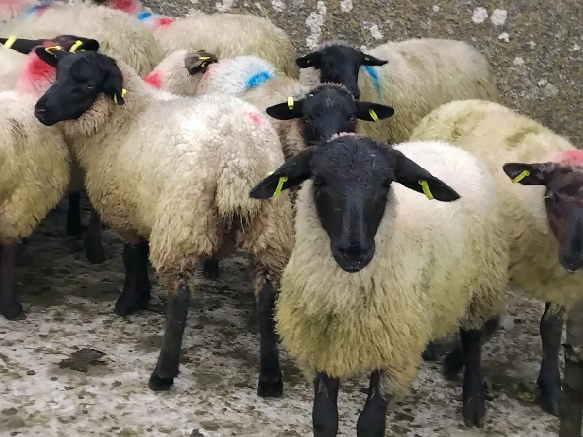 45 Suffolk Ewe Lambs - Image 4