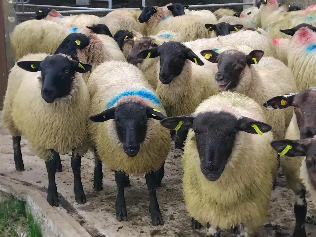 45 Suffolk Ewe Lambs - Image 1