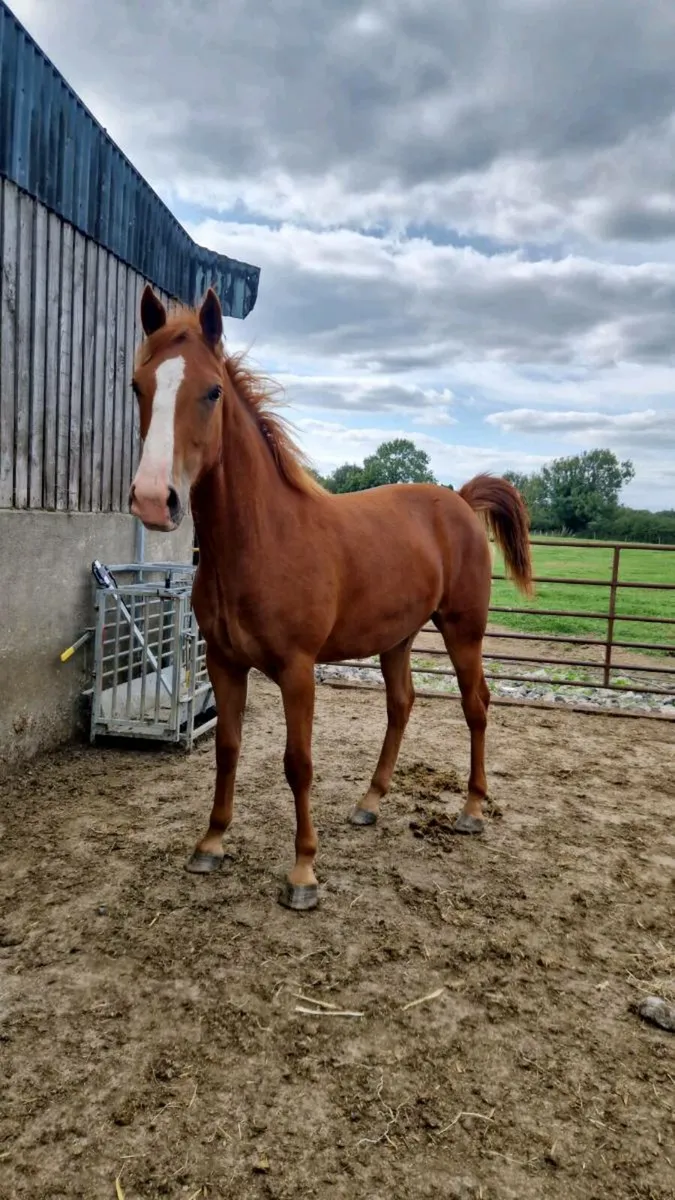 ID filly - Image 1