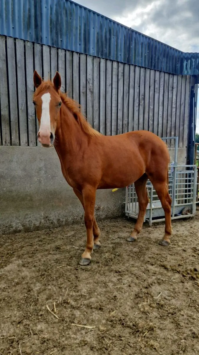 ID filly - Image 2
