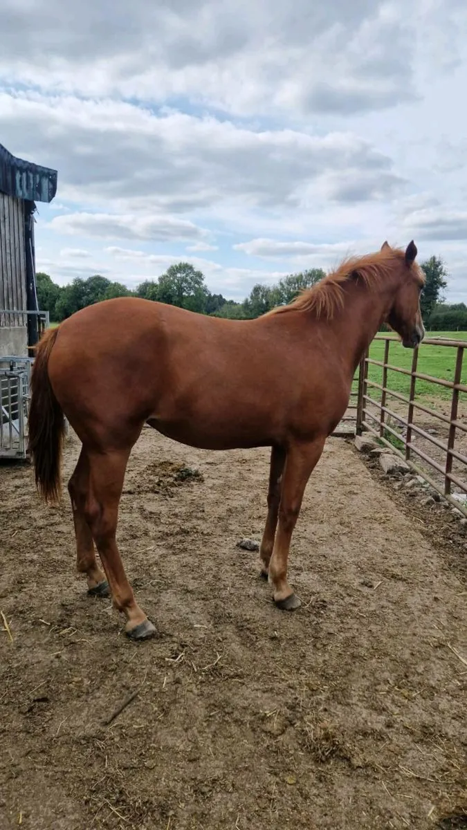 ID filly - Image 3