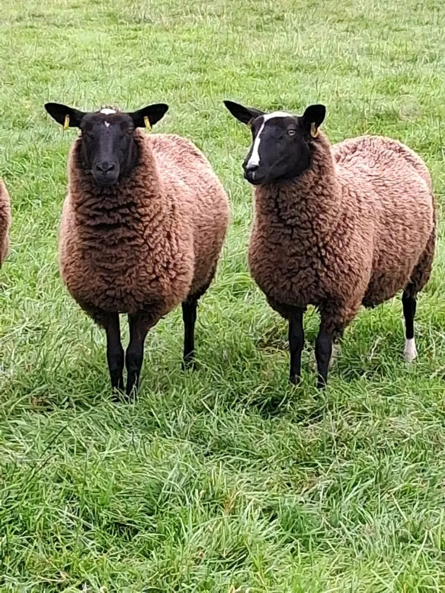 Zwartble ewe lambs - Image 1