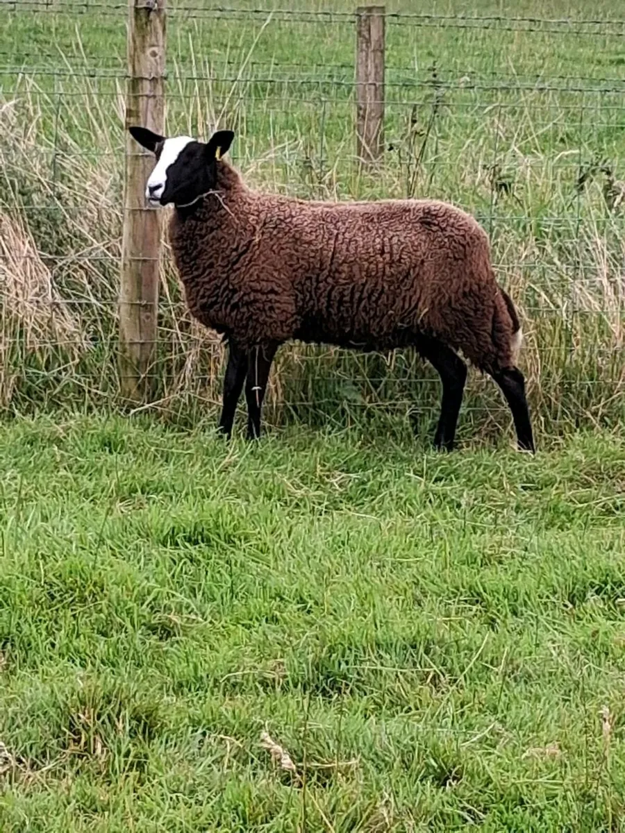 Zwartble ewe lambs - Image 2