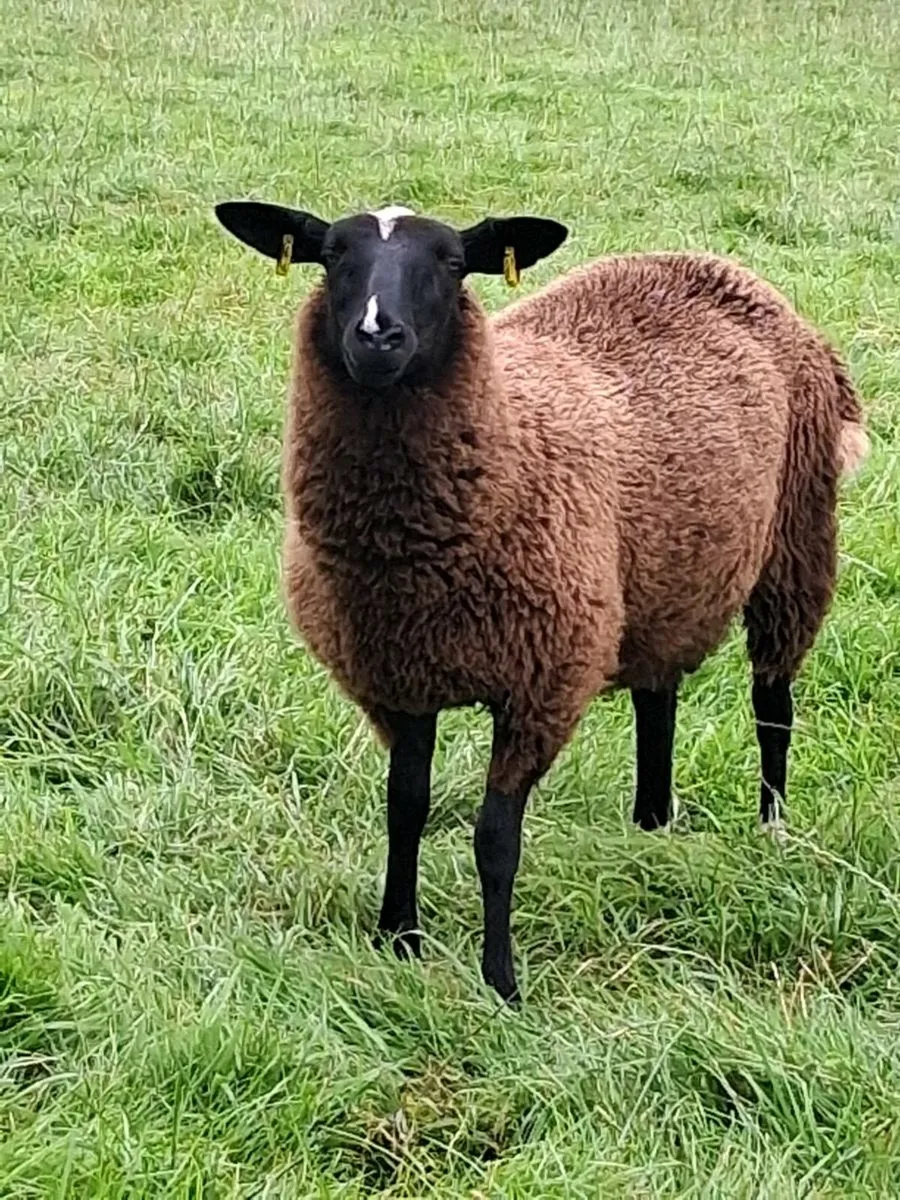 Zwartble ewe lambs - Image 3