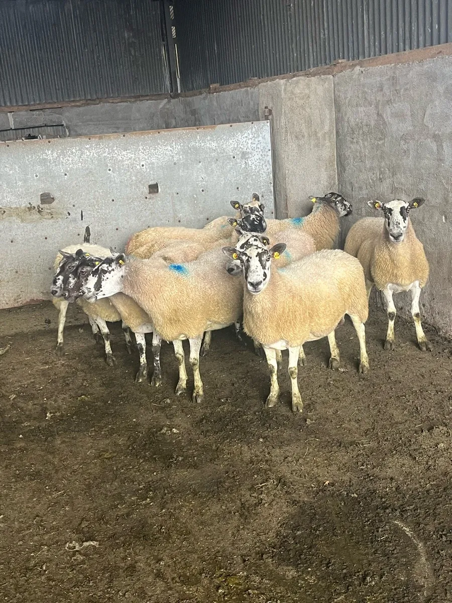 ⚡️10 serious breeding ewes ⚡️ - Image 1
