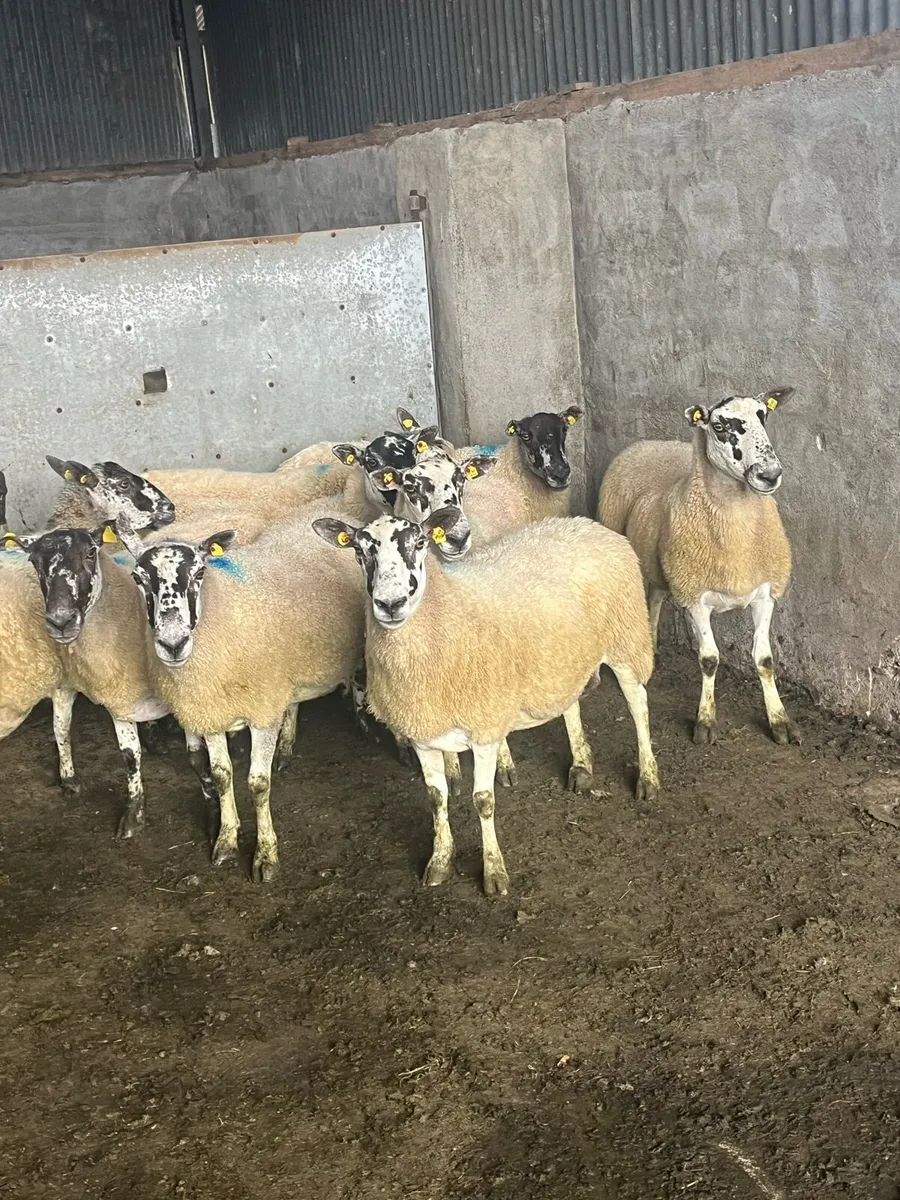 ⚡️10 serious breeding ewes ⚡️ - Image 2