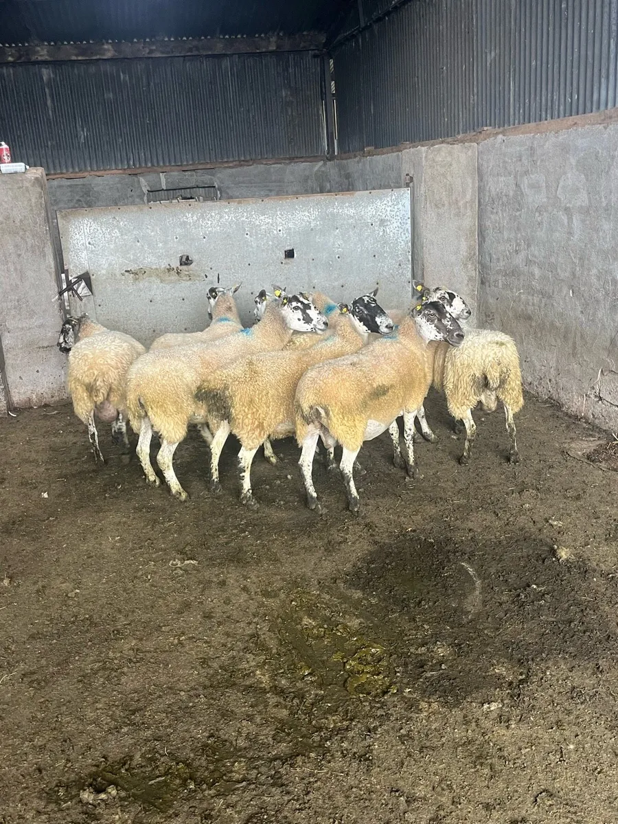 ⚡️10 serious breeding ewes ⚡️ - Image 3
