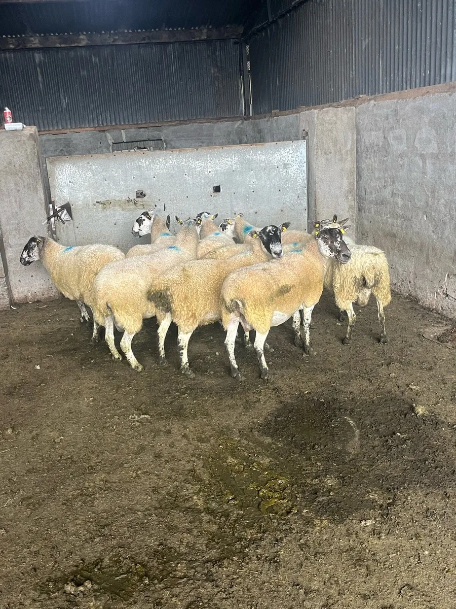 ⚡️10 serious breeding ewes ⚡️ - Image 4