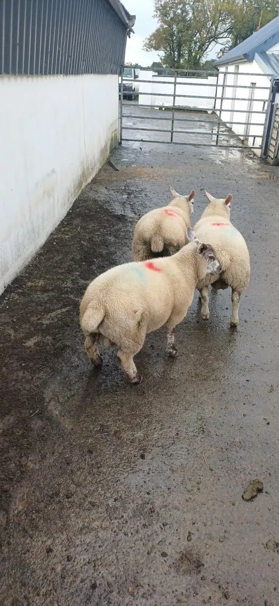 Texel Lambs & Ewe for sale - Image 1