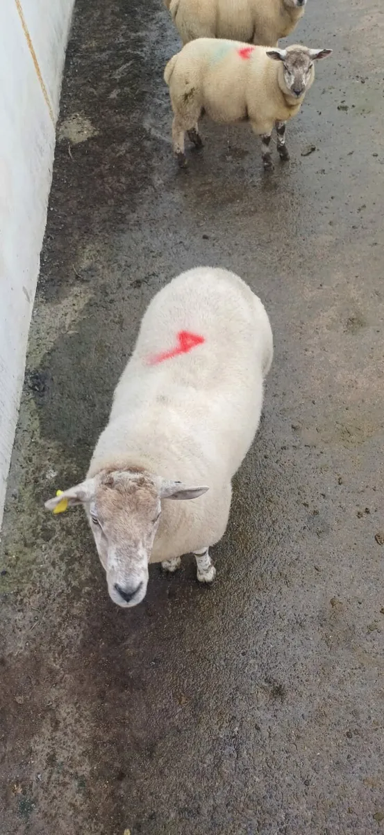 Texel Lambs & Ewe for sale - Image 2