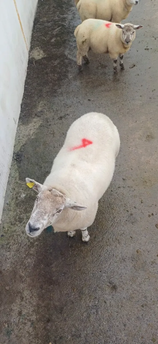 Texel Lambs & Ewe for sale - Image 3