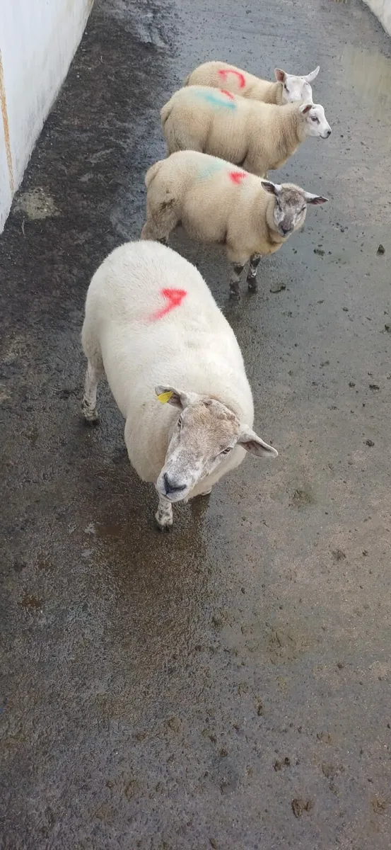 Texel Lambs & Ewe for sale - Image 4