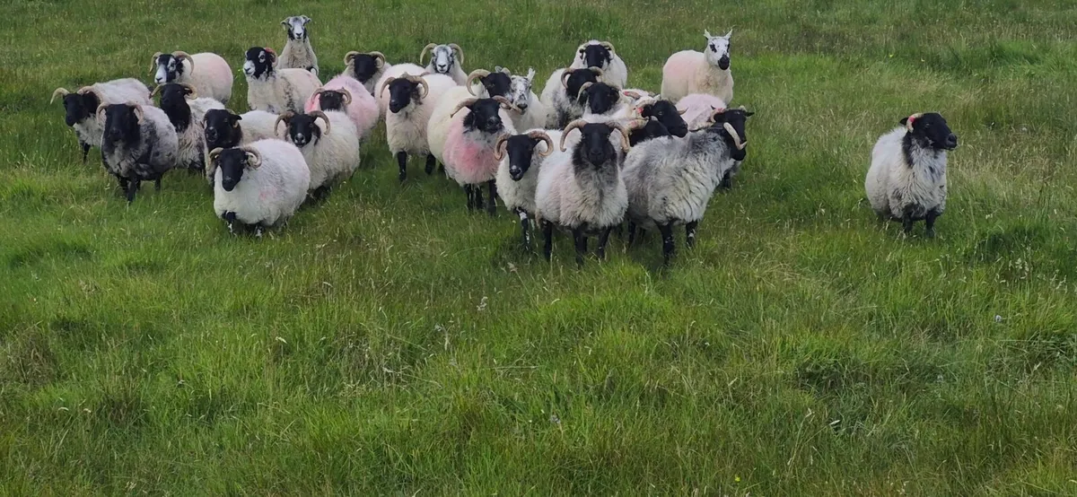 Ewes - Image 1