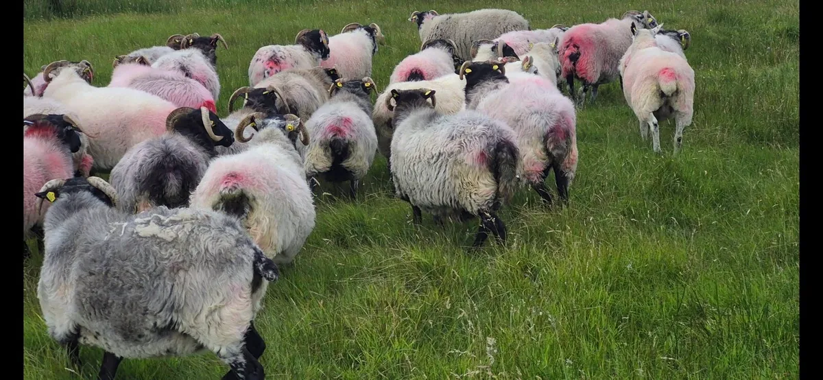 Ewes - Image 2