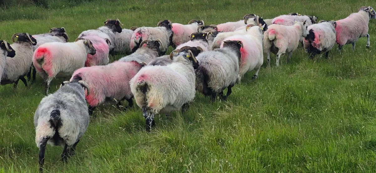 Ewes - Image 3