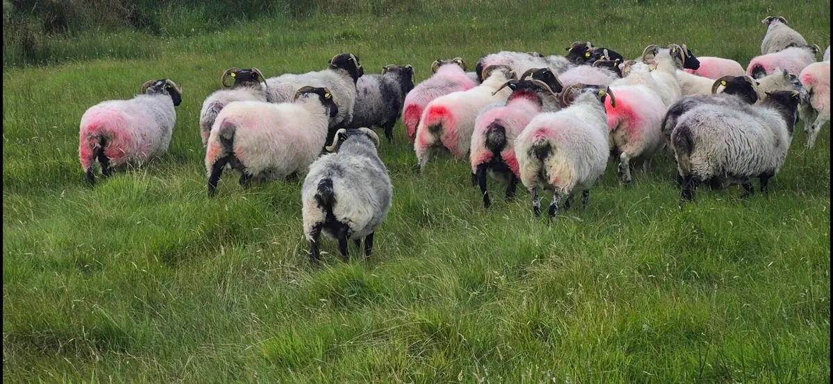Ewes - Image 4