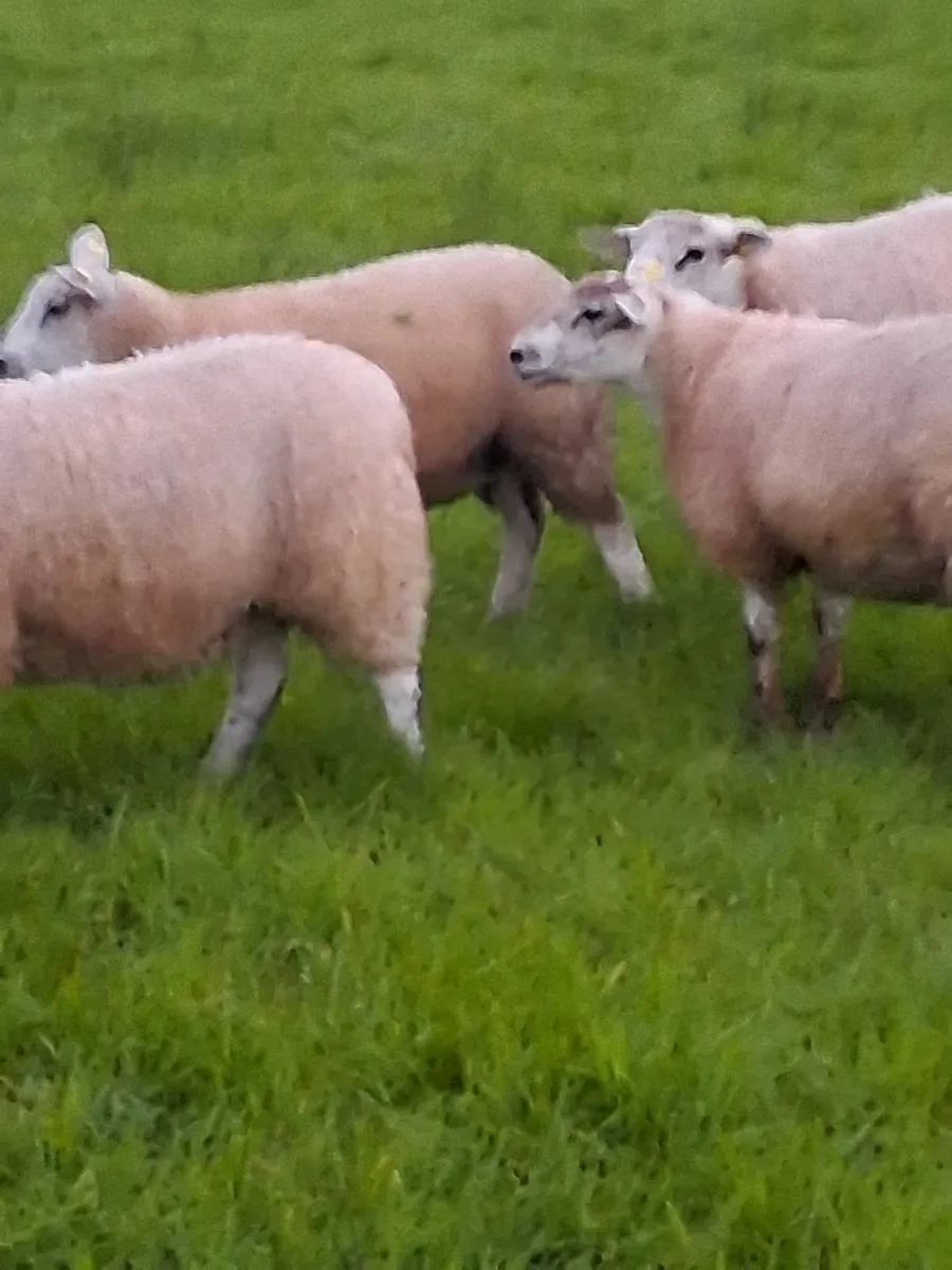 5 Top Texel Mule Ewe lambs - Image 3