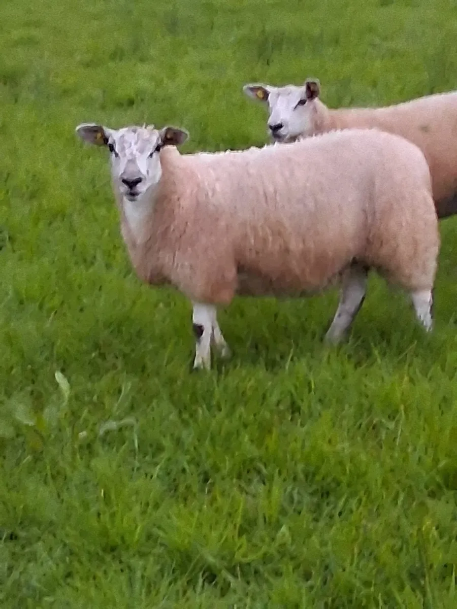 5 Top Texel Mule Ewe lambs - Image 4