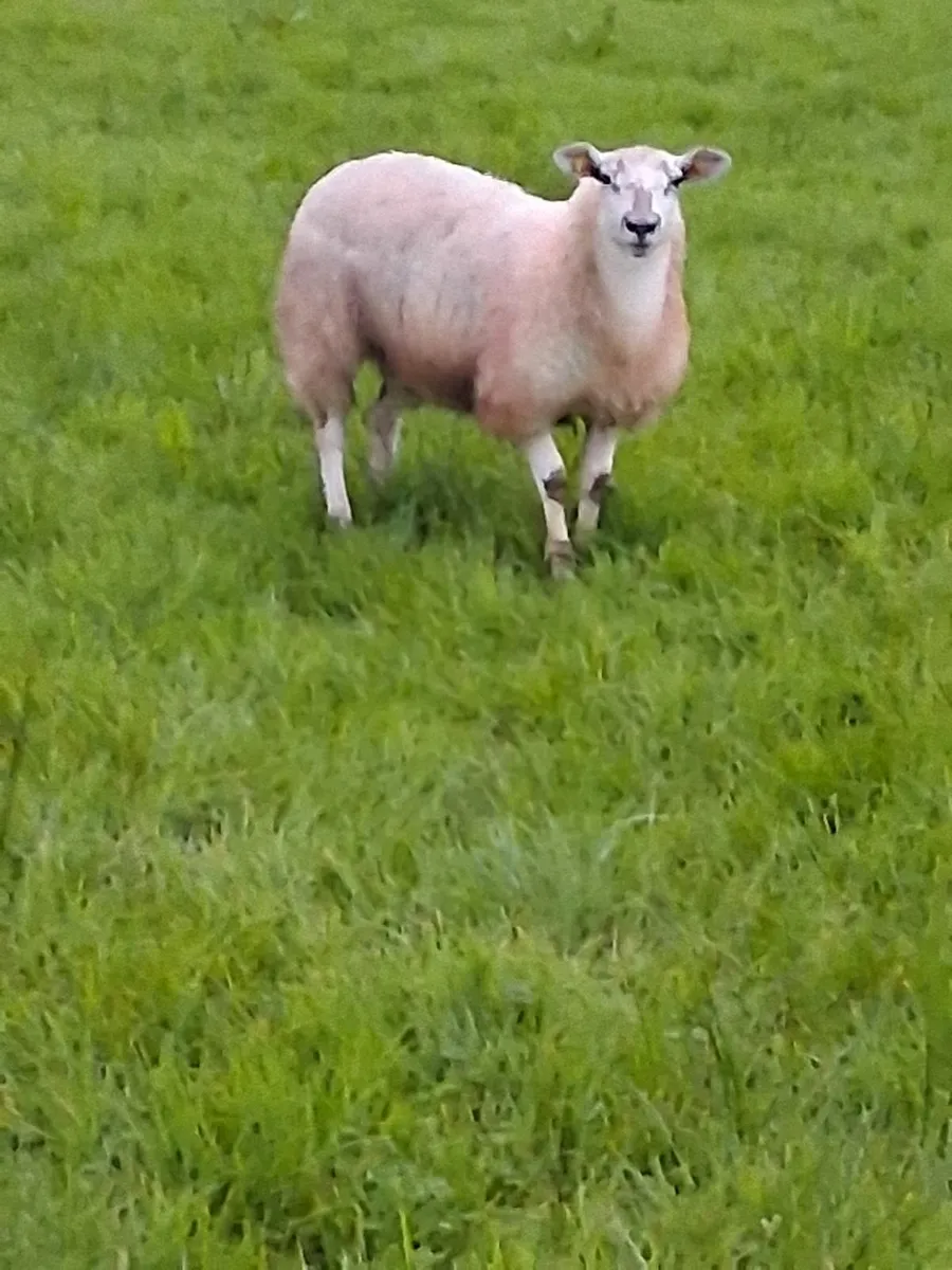 5 Top Texel Mule Ewe lambs - Image 2