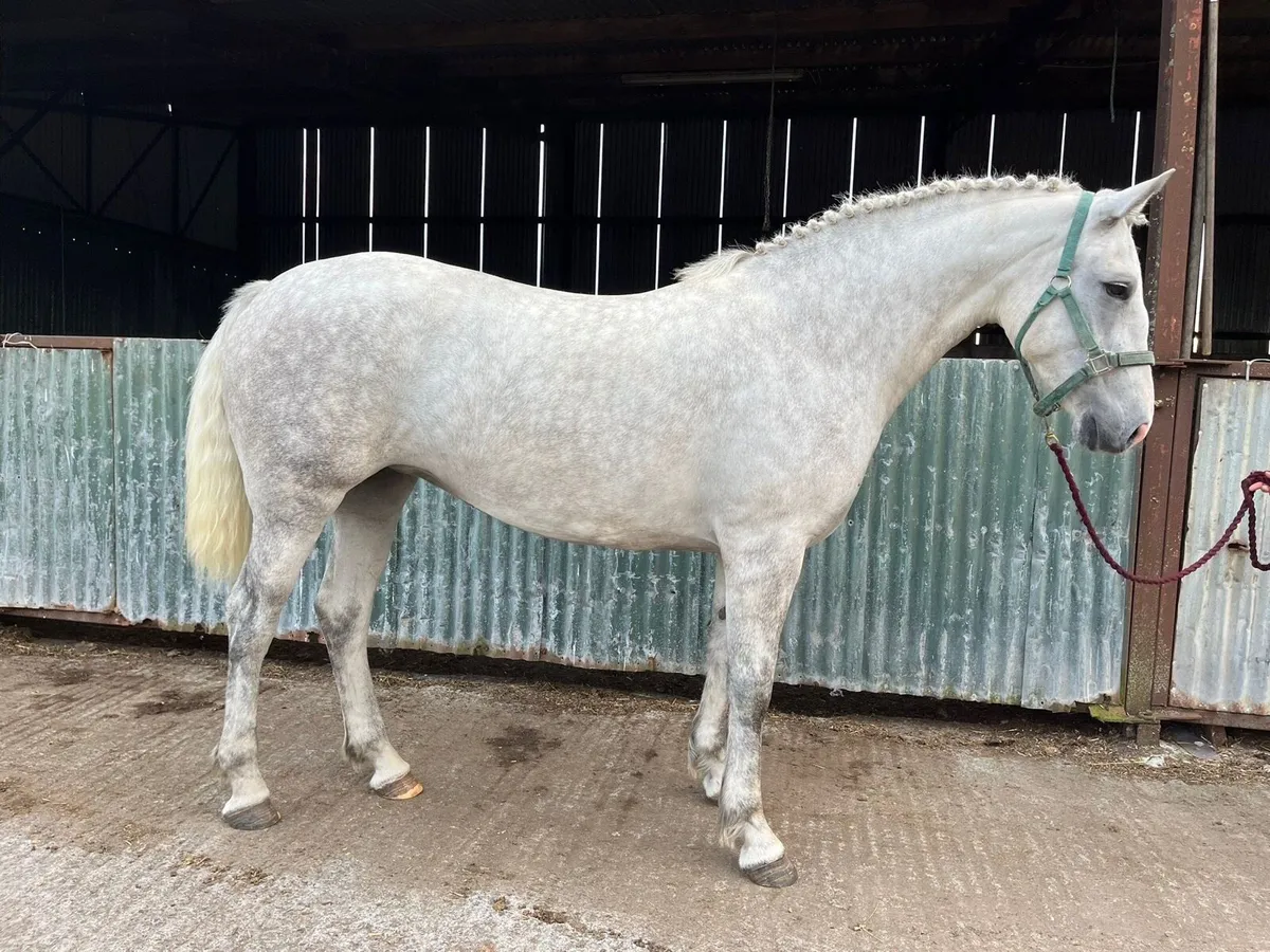 3 Year Old Filly for Clifden Sale Sunday - Image 1