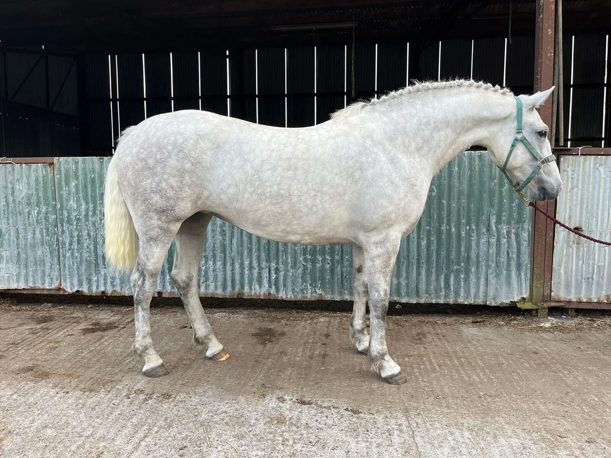 3 Year Old Filly for Clifden Sale Sunday - Image 2