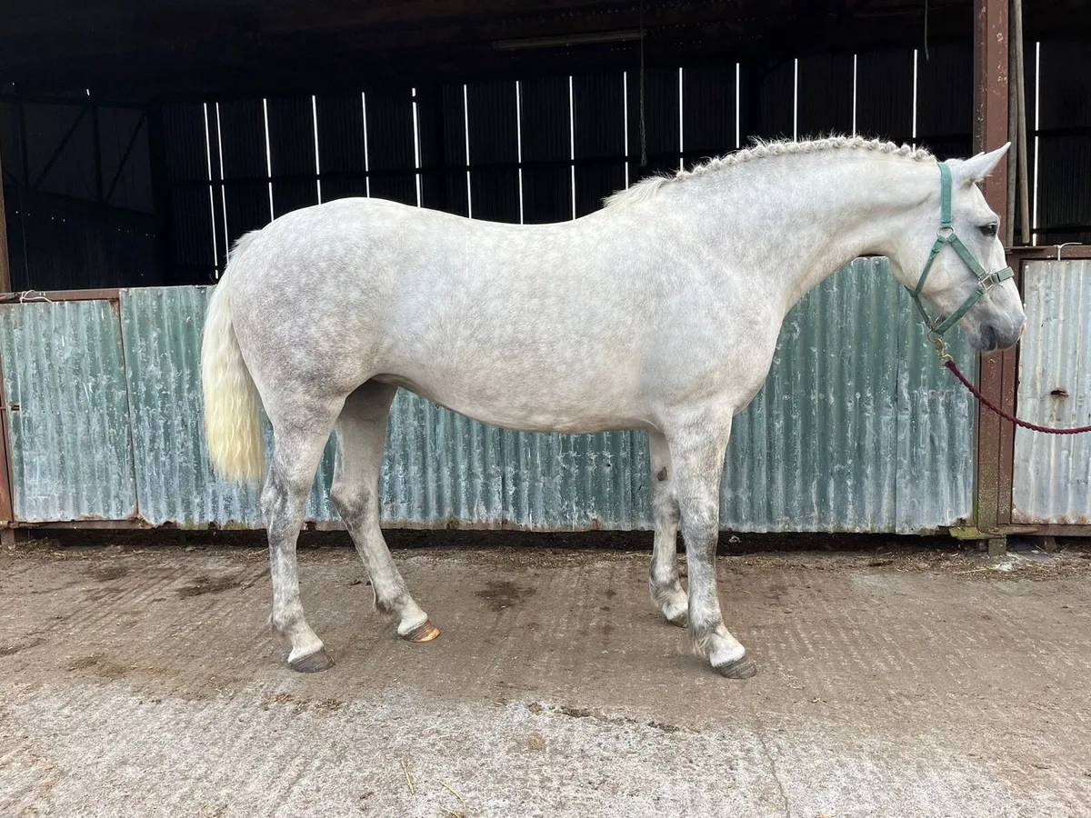 3 Year Old Filly for Clifden Sale Sunday - Image 3