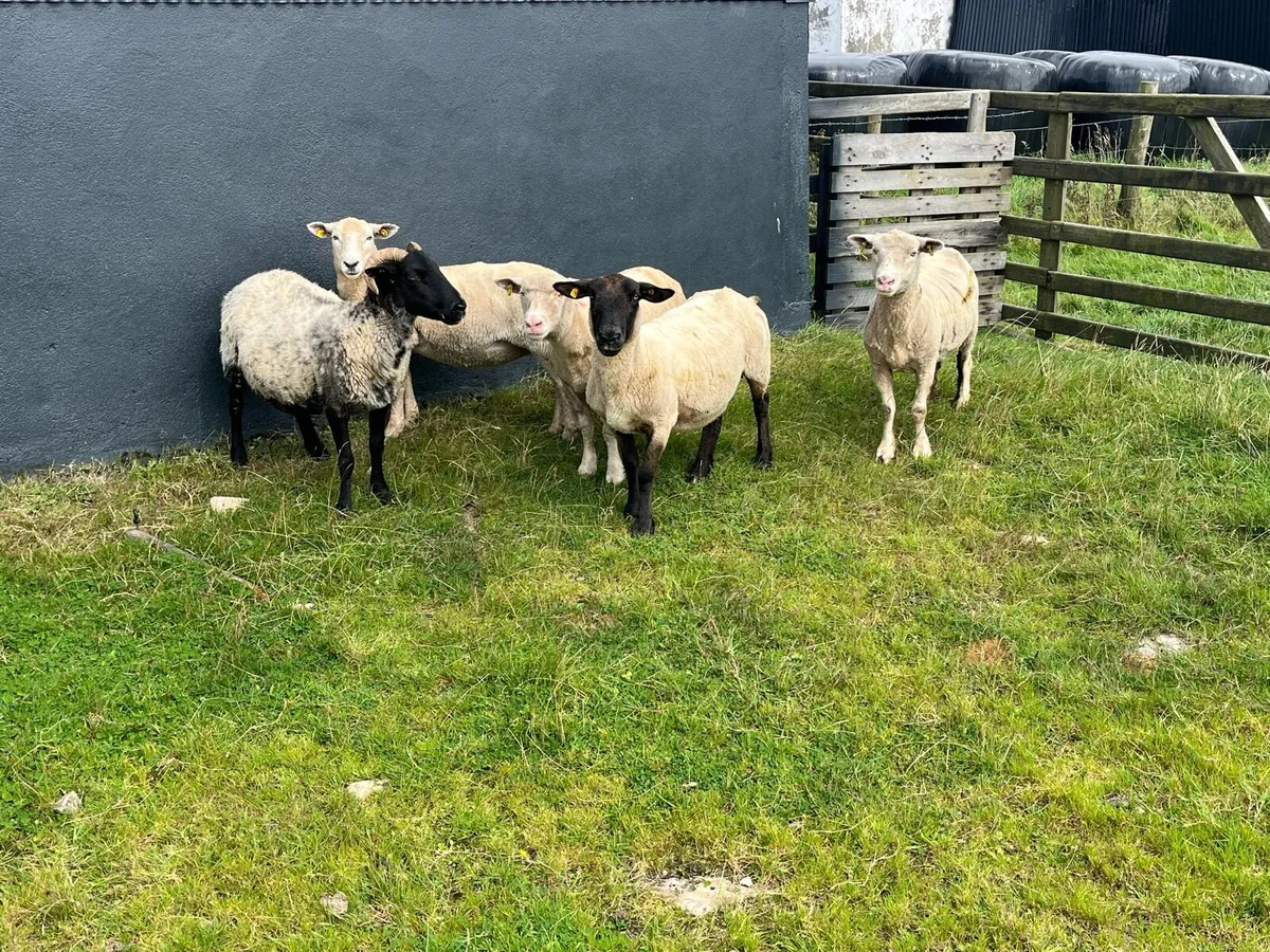 Breeding ewes - Image 2