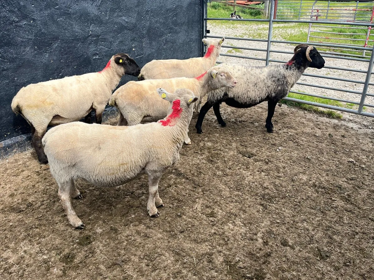 Breeding ewes - Image 1