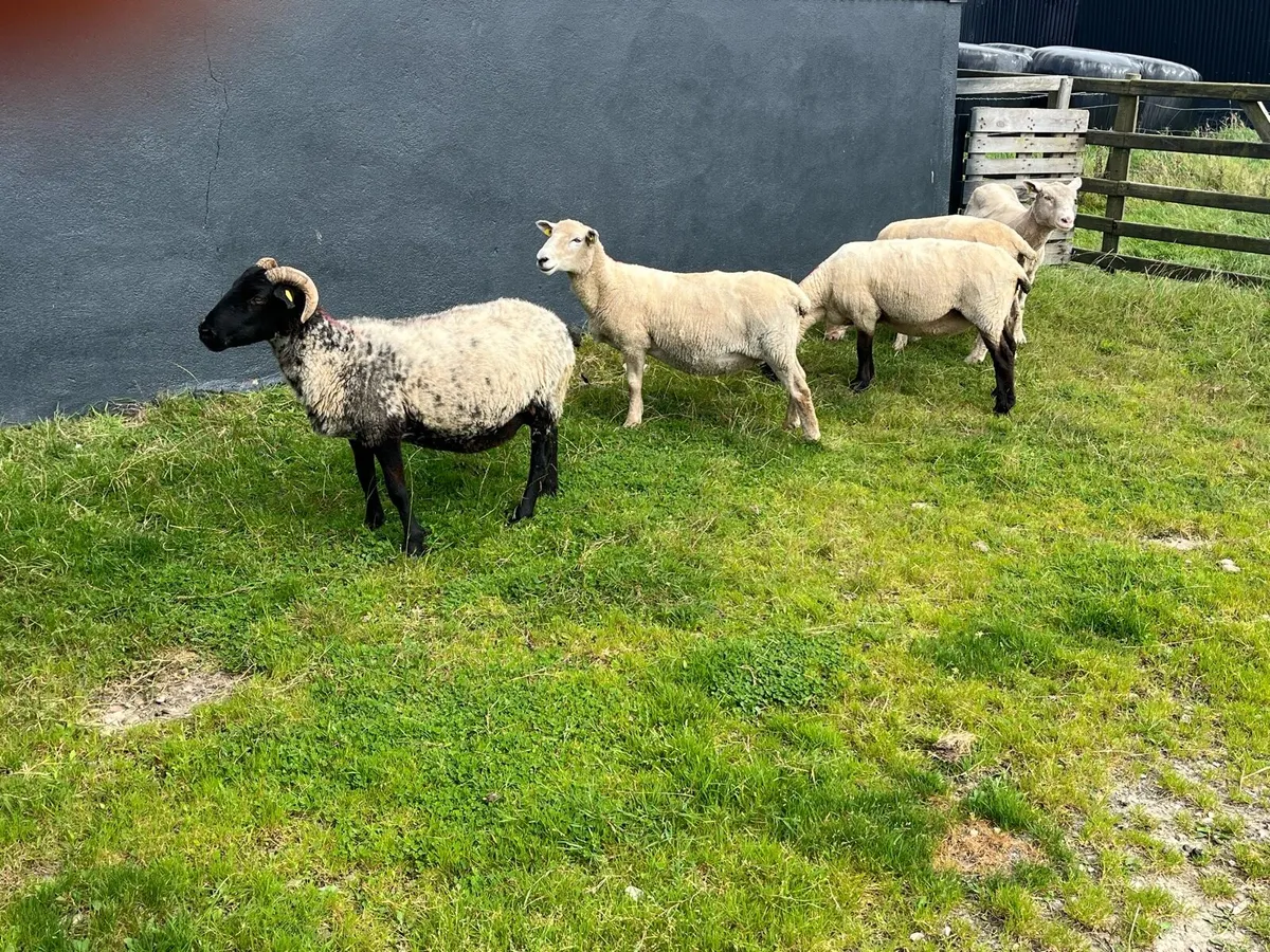 Breeding ewes - Image 3