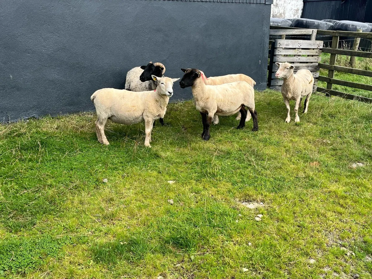 Breeding ewes - Image 4