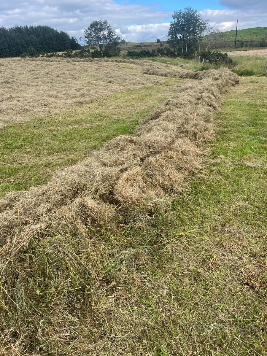Round bales of organic hay - Image 3