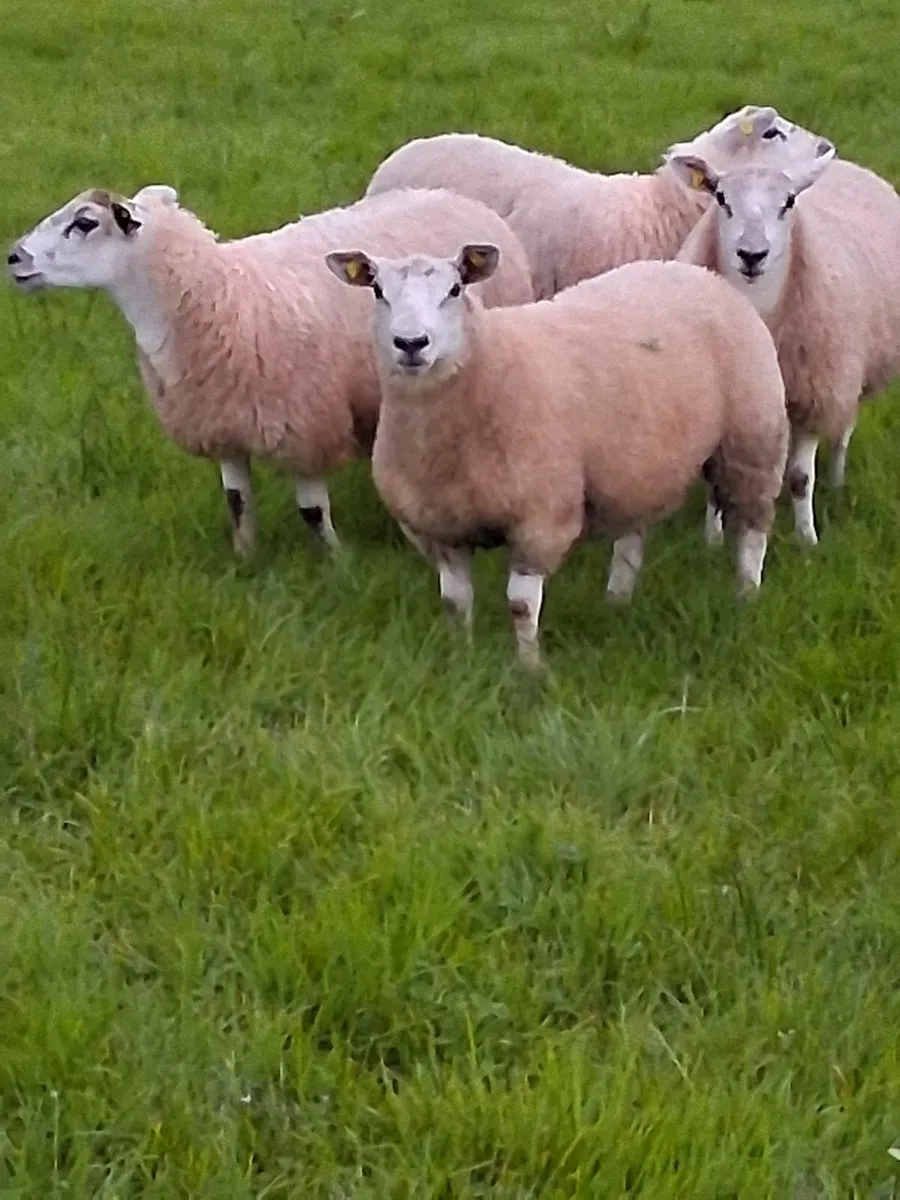 5 Top Texel Mule Ewe lambs - Image 1