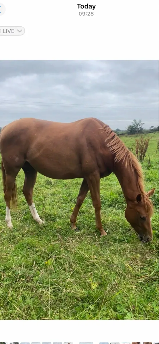 Horse - Image 1