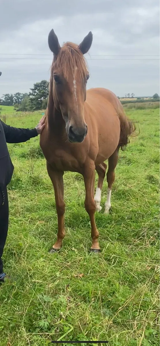 Horse - Image 2