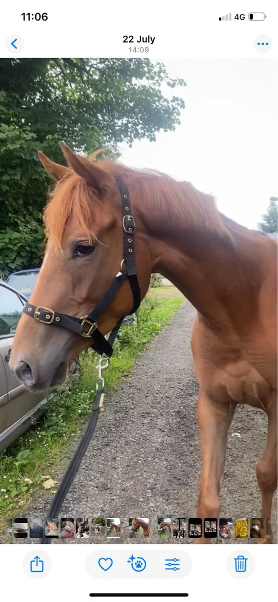 Horse - Image 3