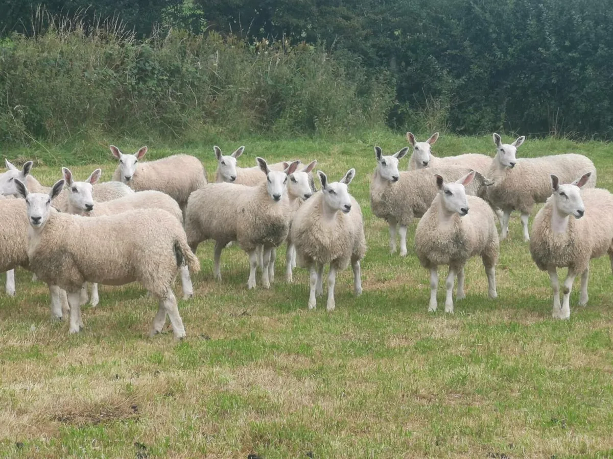 Cheviot Mule ewe lambs - Image 1