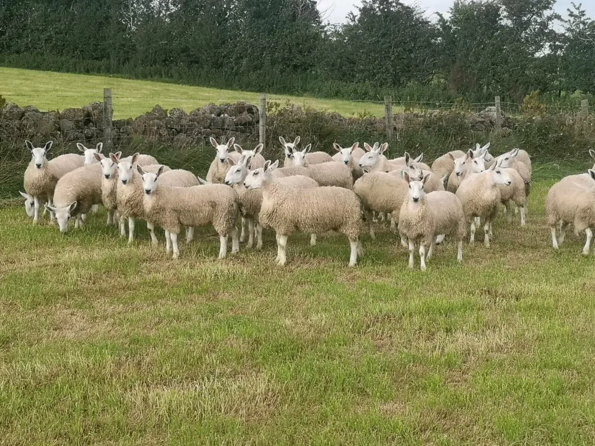 Cheviot Mule ewe lambs - Image 2