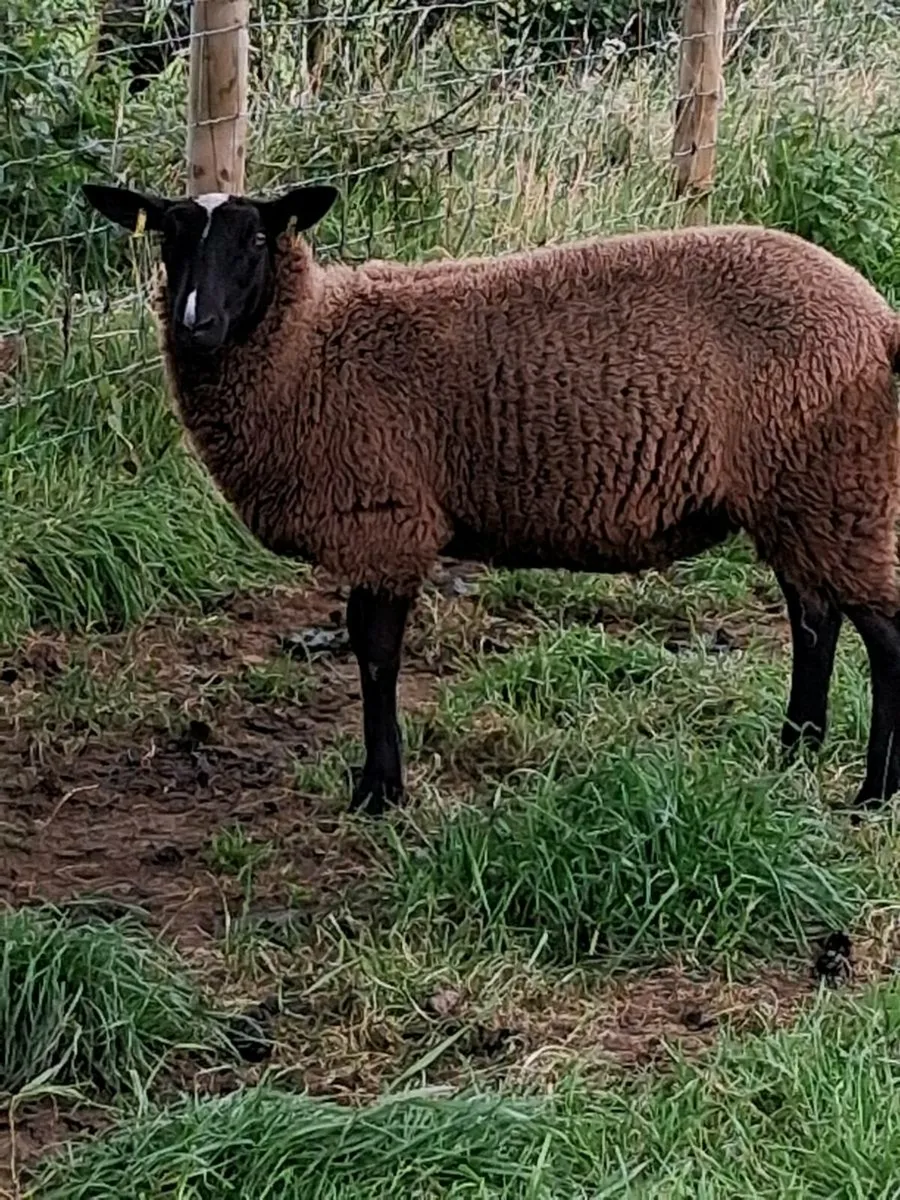 Zwartble ewe lambs - Image 4