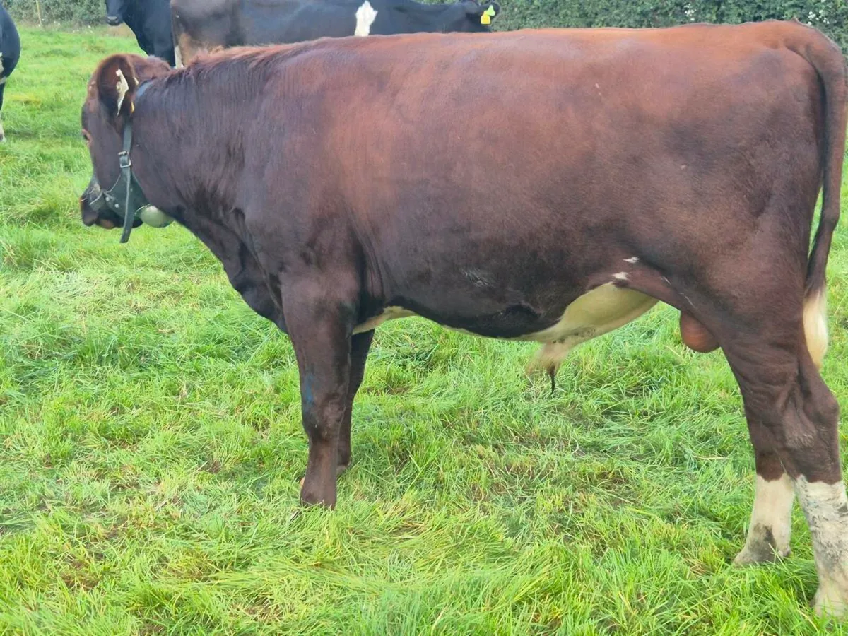Teaser bull - Image 1