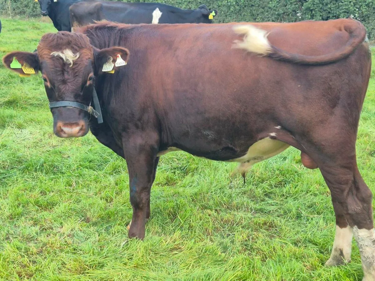 Teaser bull - Image 2