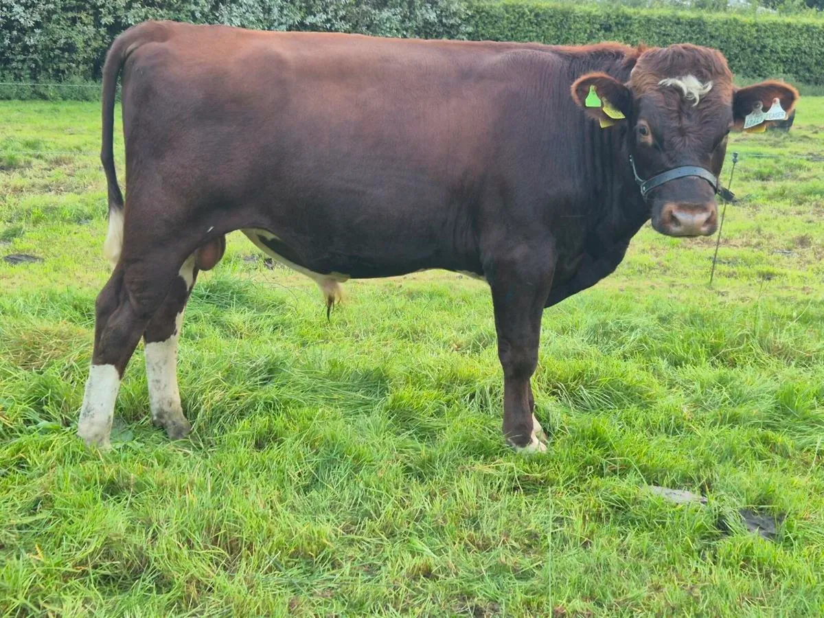 Teaser bull - Image 3