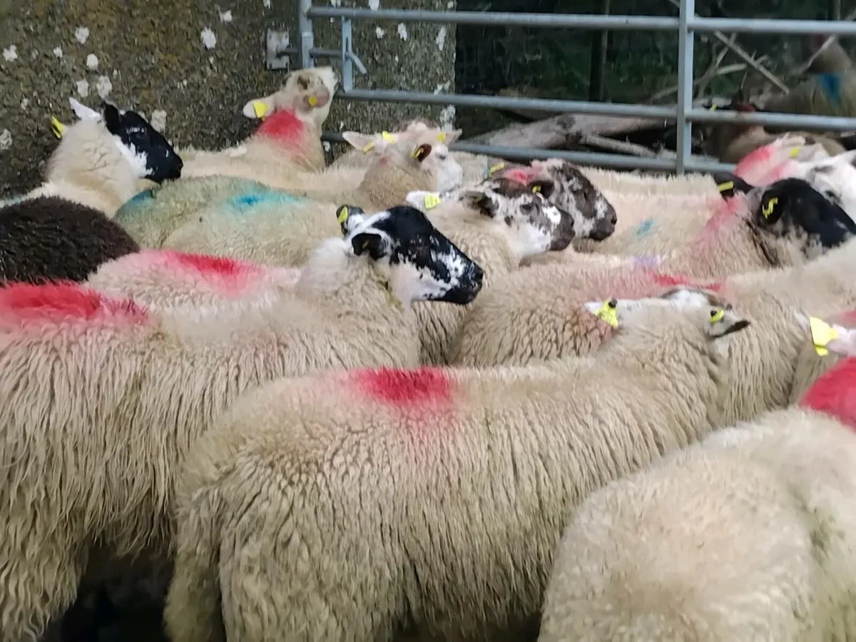 30 Texel Ewe Lambs - Image 2